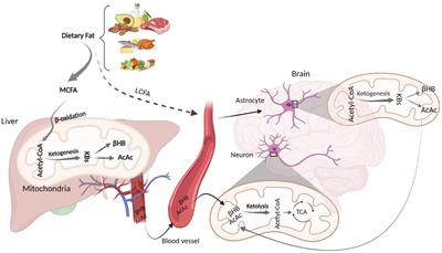 Ketone bodies mediate alterations in brain energy metabolism and biomarkers of Alzheimer’s disease